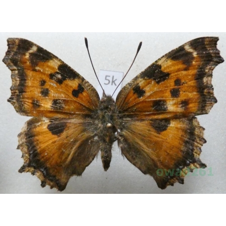 Nymphalis xanthomelas (Esper, 1781) Rusałka drzewoszek Russia5k